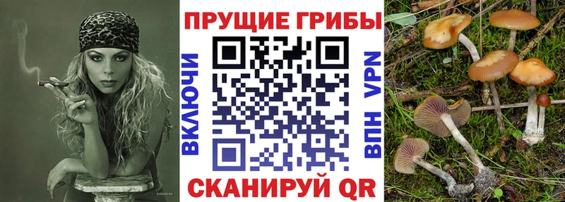 MEGA как зайти  Судак  Галлюциногенные грибы GOLDEN TEACHER 